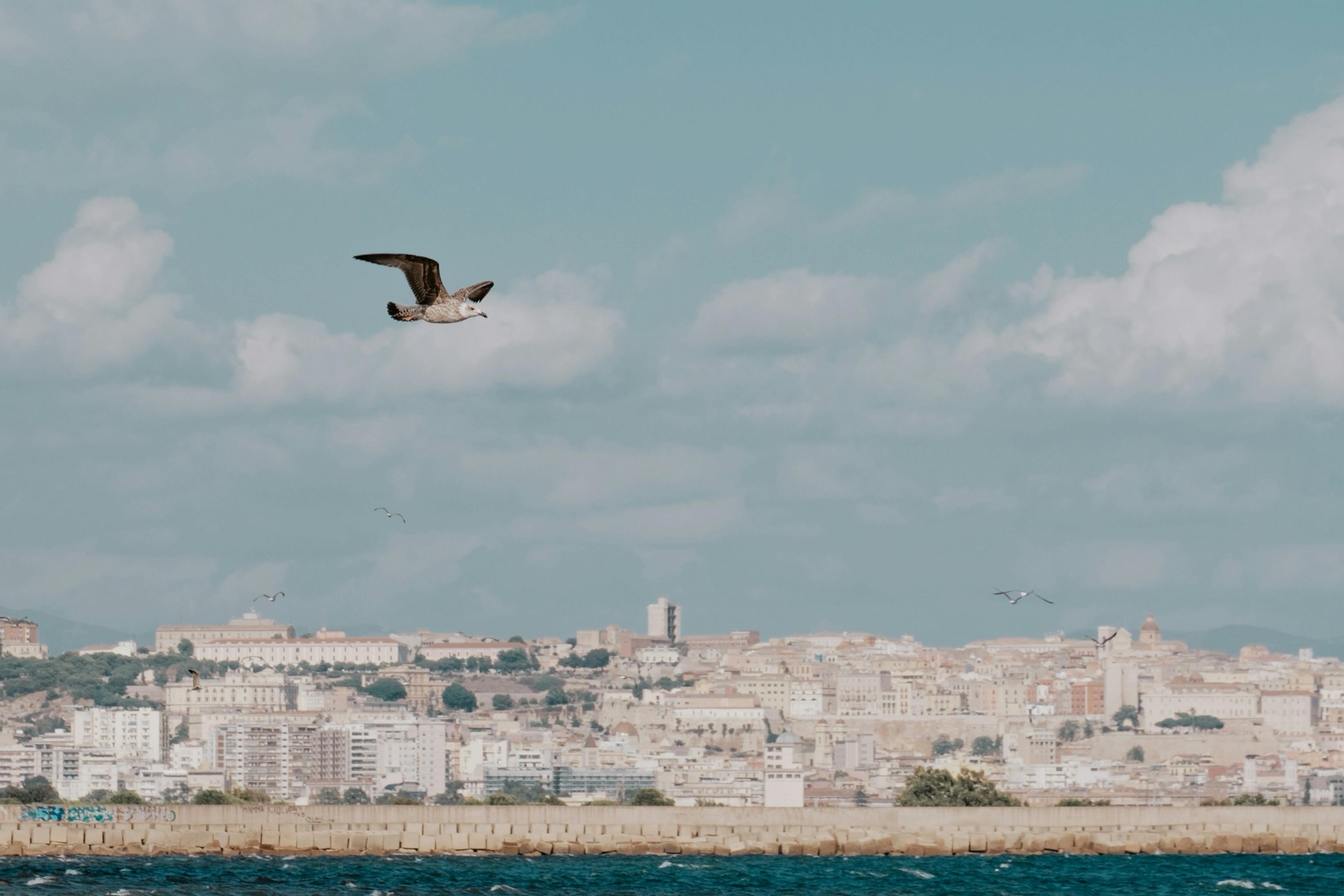 Panorama di Cagliari sulla costa con gabbiano in volo